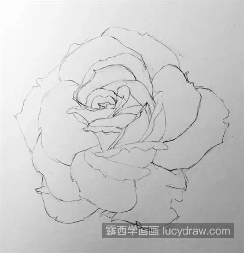 素描月季怎么画？详细的教程是什么？