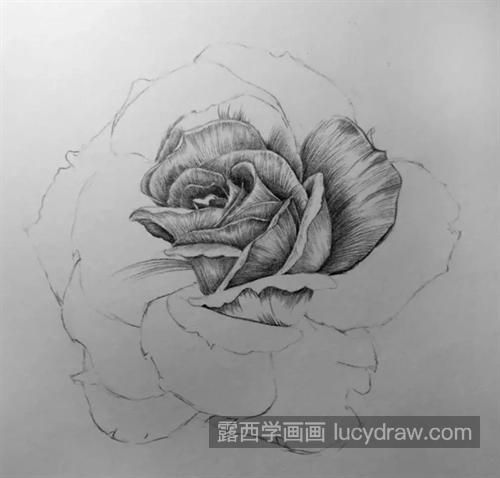 素描月季怎么画？详细的教程是什么？