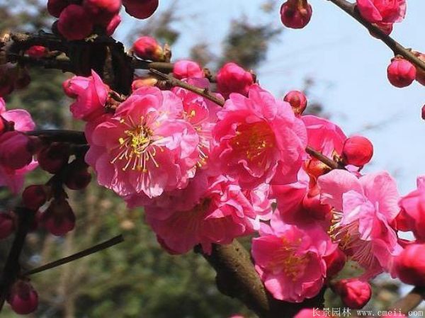 红梅树红梅花图片基地实拍