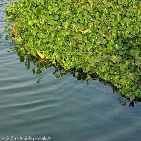 水葫芦种植基地 花儿朵朵 水培绿植凤眼莲 鞍山本地货源