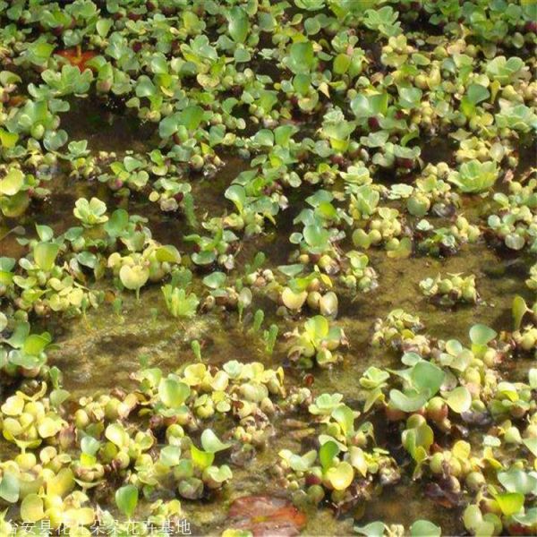 水葫芦种植基地 花儿朵朵 水培绿植凤眼莲 鞍山本地货源