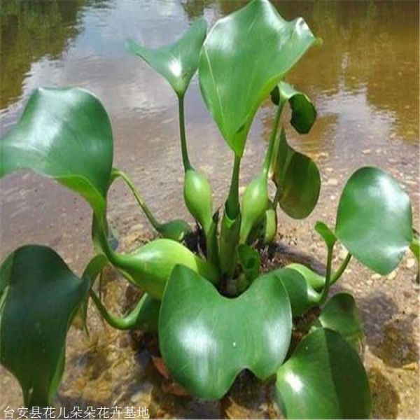 水葫芦种植基地 花儿朵朵 水培绿植凤眼莲 鞍山本地货源