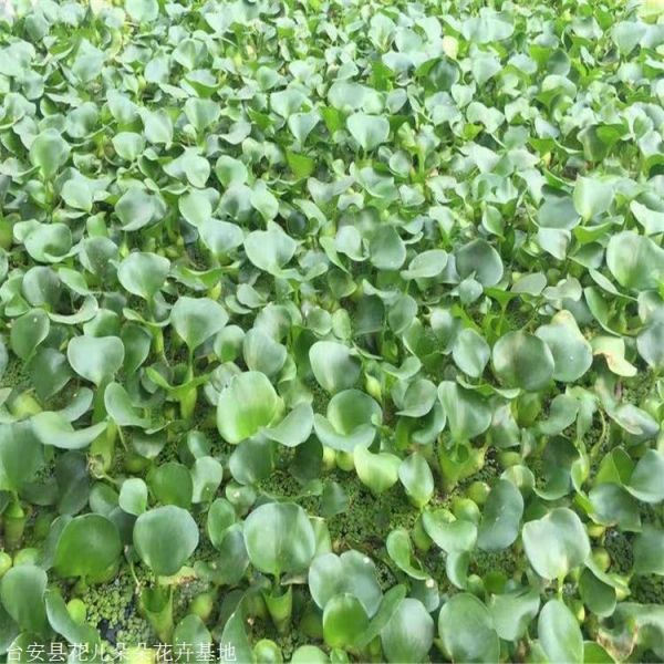 水葫芦种植基地 花儿朵朵 水培绿植凤眼莲 鞍山本地货源