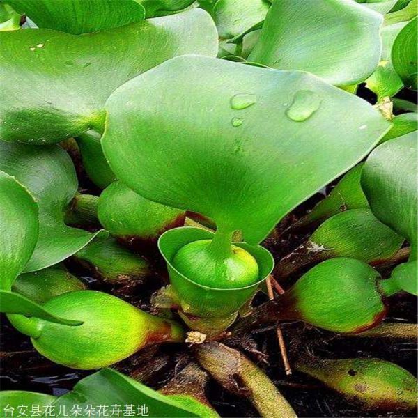 水葫芦种植基地 花儿朵朵 水培绿植凤眼莲 鞍山本地货源