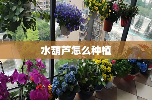 水葫芦怎么种植