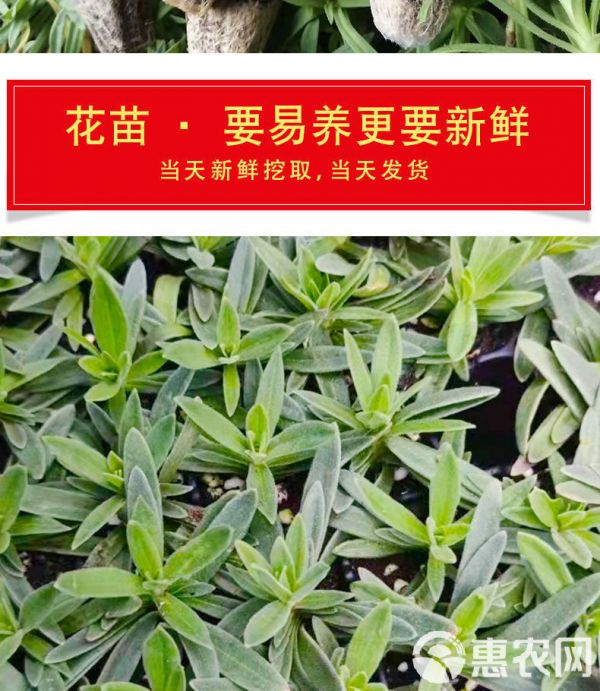 满天星花苗 庭院绿植盆栽阳台重瓣种苗花期长可做干花正品包邮