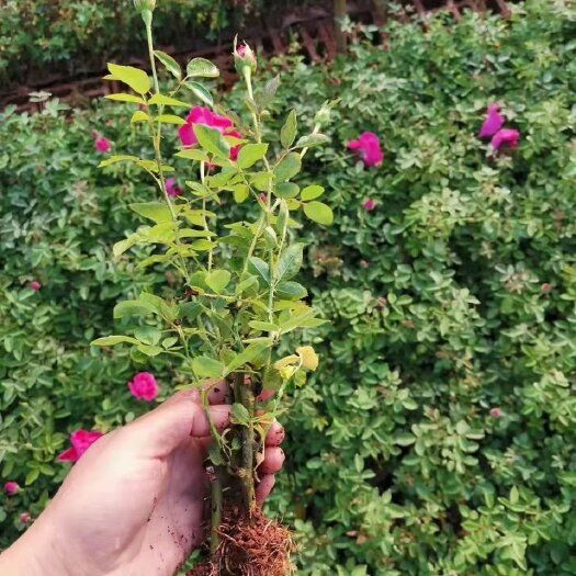 云南可食用玫瑰花苗易活植物盆栽金边墨红大马士革四季开花