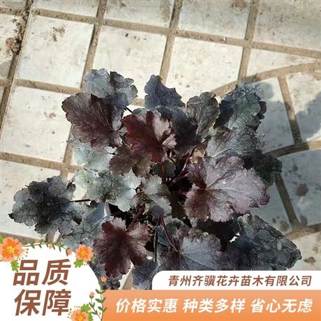 齐骥种植基地量大价优 多色矾根 矾根小苗种植栽培 