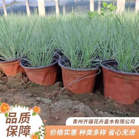 方便种植 出售园圃种植栽培毛冠草 蜜糖草小苗 