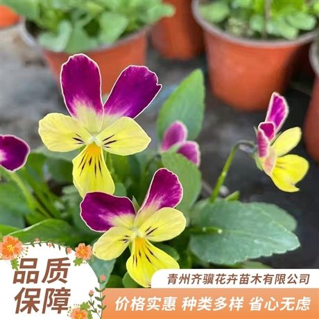 齐骥种植培育 小兔子角堇生长速度快 网红草花