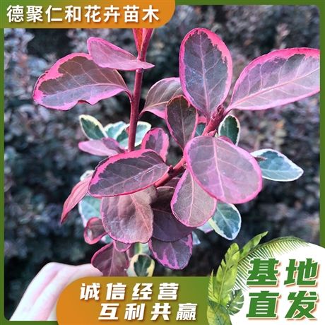 栽植培育金边卫矛 观赏花叶植物 园林绿化灌木