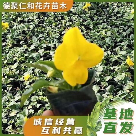 色系丰富 三色堇花苗 点缀用花德聚仁和订购 品相好