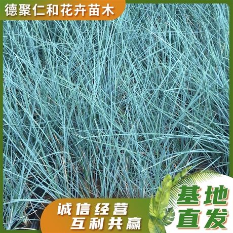 工程绿化用苗蓝羊茅 植株健壮定价合理 花卉育苗大棚