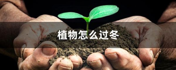 植物怎么过冬，如何帮助植物过冬