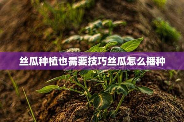 丝瓜种植也需要技巧丝瓜怎么播种 第1张