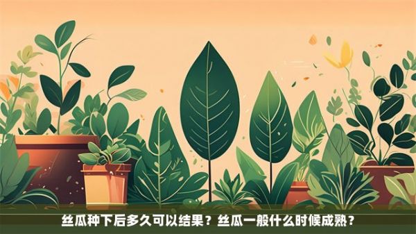 丝瓜种下后多久可以结果？丝瓜一般什么时候成熟？