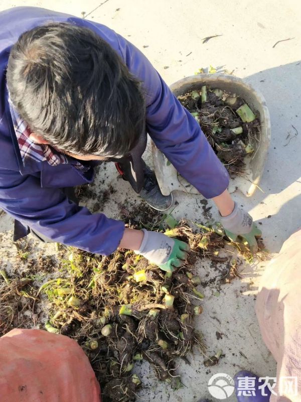 芋头种 荔浦芋头 香芋种苗