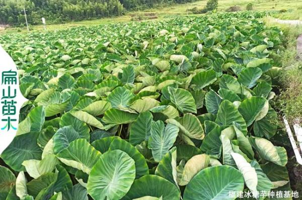 龙岩槟榔芋种植