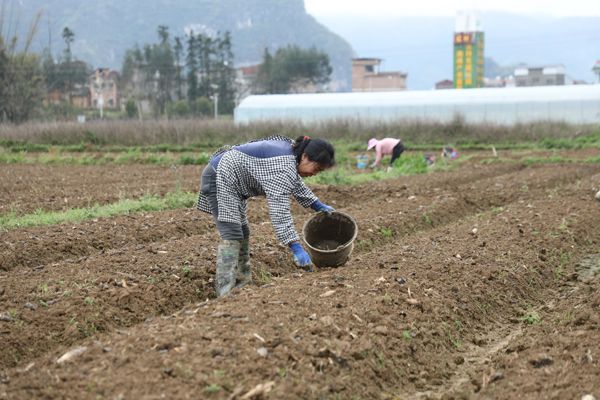 农民在种芋头。