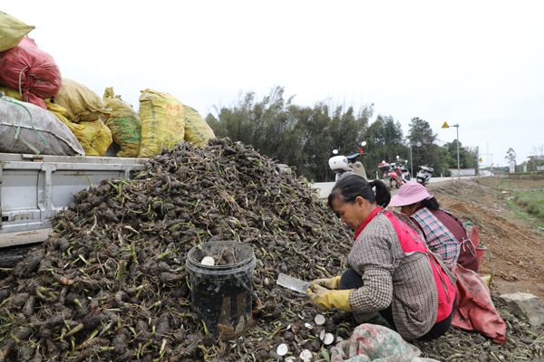 农民在田边选种。