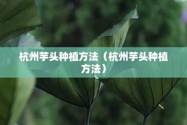 杭州芋头种植方法（杭州芋头种植方法） 第1张