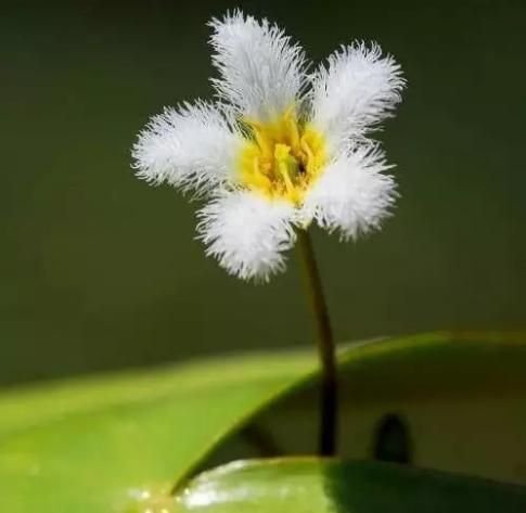 它是水培植物的首选，它是优雅可爱、摇曳生姿的“一叶莲”！