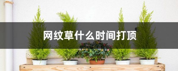 网纹草什么时间打顶