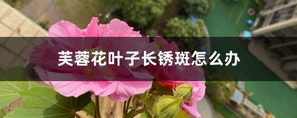 <strong>芙蓉花叶子长锈斑怎么解决，怎么处理</strong>