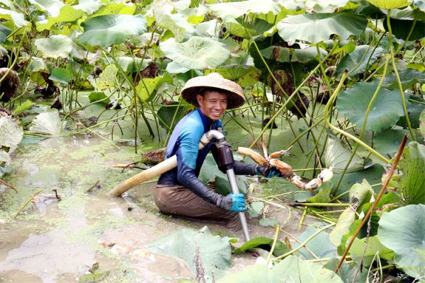 贺州市平桂区：万亩莲藕丰收 “莲”通致富路_fororder_图为藕农在采挖莲藕。.JPG