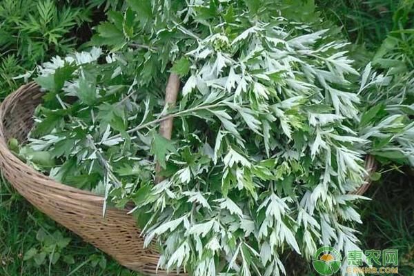 艾草的种植条件和种植方法-图片版权归惠农网所有