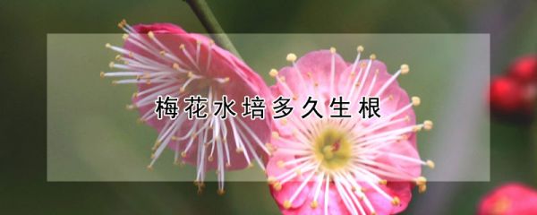 梅花水培多久生根