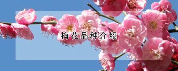 梅花品种介绍