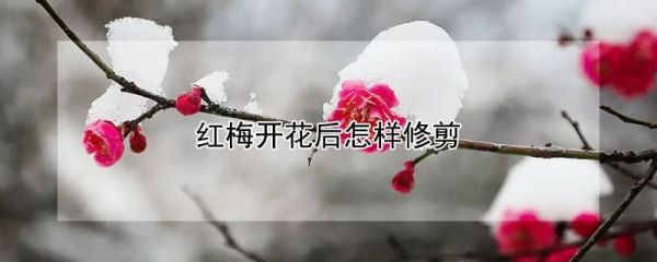 红梅开花后怎样修剪