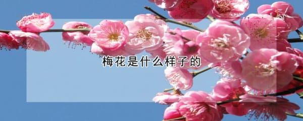 梅花是什么样子的