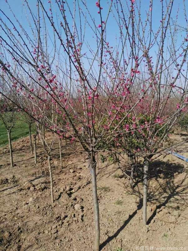 红梅树红梅花图片基地实拍