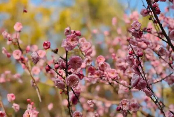 2019上海梅花节（时间+地点+活动）