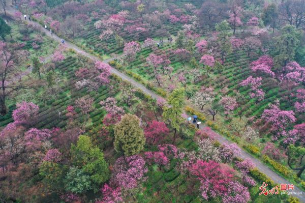 春暖花开 2023中国南京国际梅花节开幕