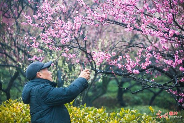 春暖花开 2023中国南京国际梅花节开幕