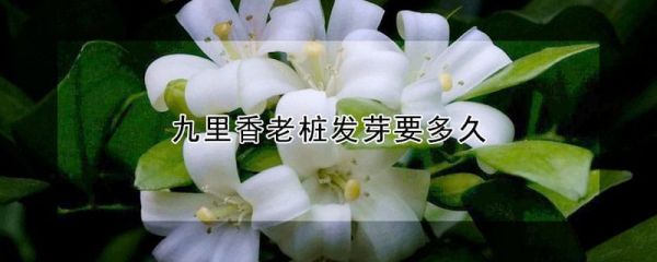 九里香老桩发芽要多久