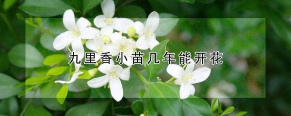 九里香小苗几年能开花