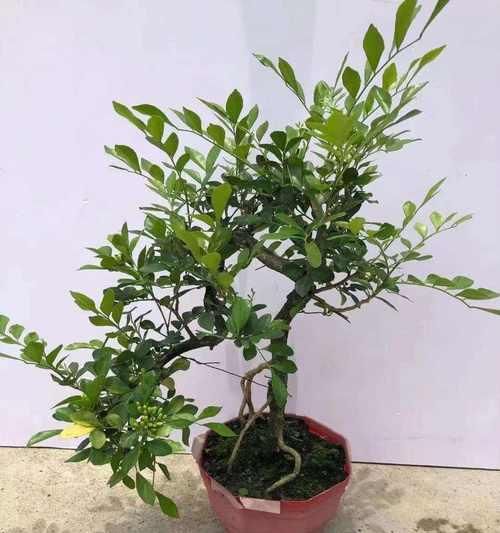 家里可以种九里香吗（种植与养护全攻略）