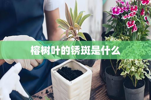 榕树叶的锈斑是什么