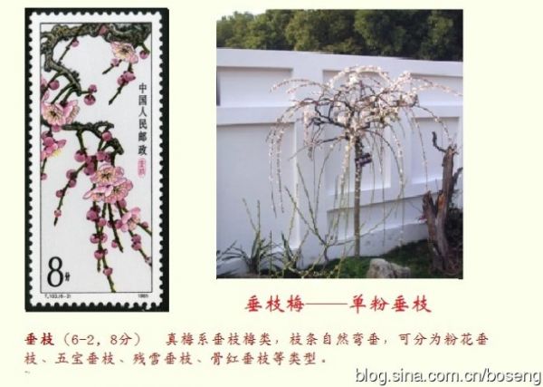 赏邮识名花（一）——梅花