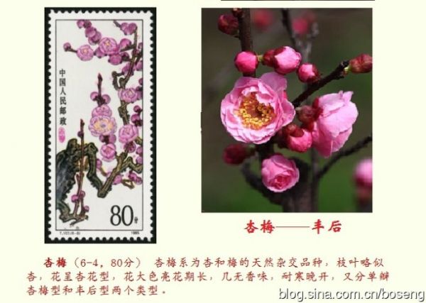 赏邮识名花（一）——梅花