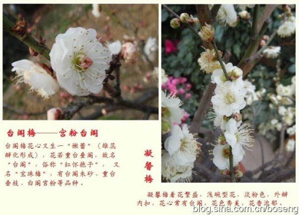 赏邮识名花（一）——梅花