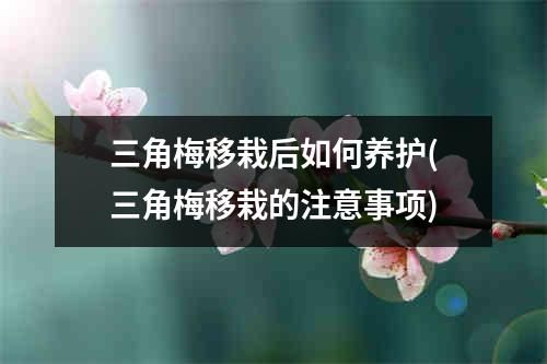 三角梅移栽后如何养护(三角梅移栽的注意事项)