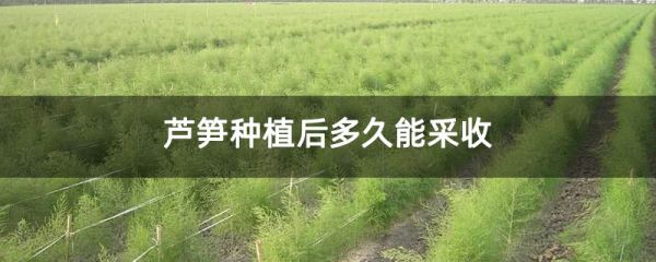 芦笋种植后多久能采收