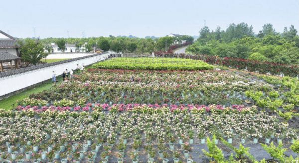 花博园植物种植基地（何梦雪 摄）