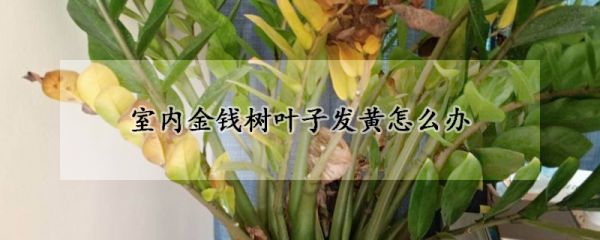 室内金钱树叶子发黄怎么办