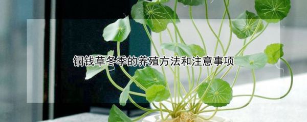 铜钱草冬季的养殖方法和注意事项